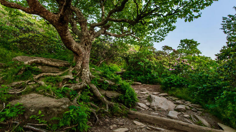 North Carolina's Blue Ridge Mountain trail near Asheville offers ...