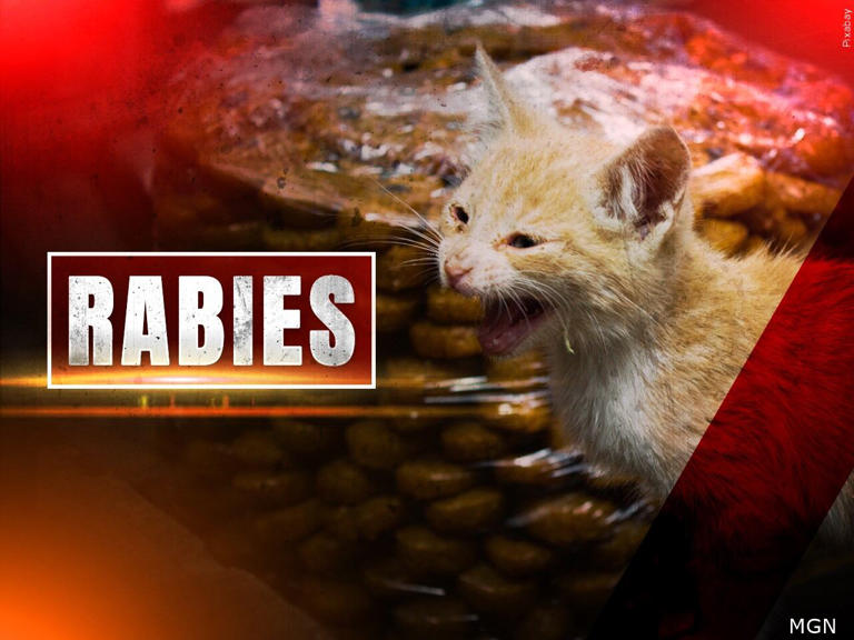 Pulaski Animal Control to trap cats amid positive rabies test