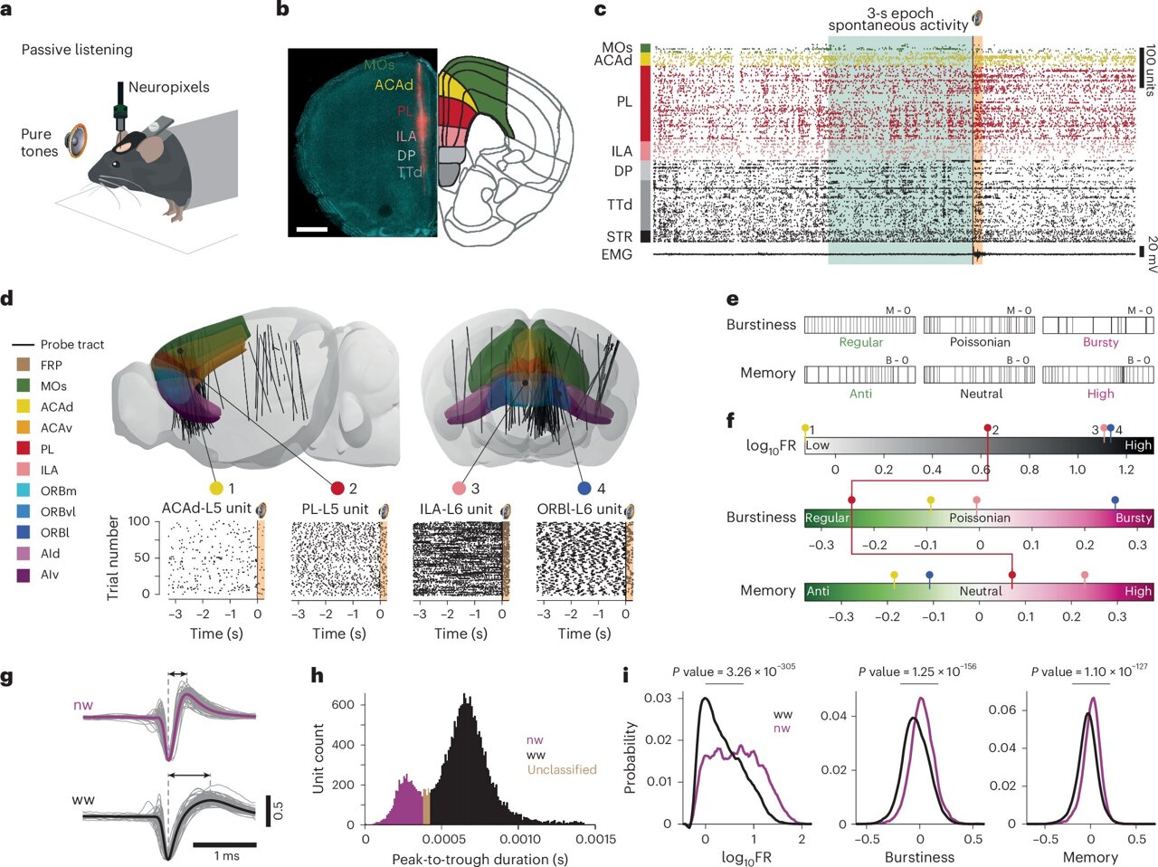 Brain activity maps challenge traditional descriptions of prefrontal cortex