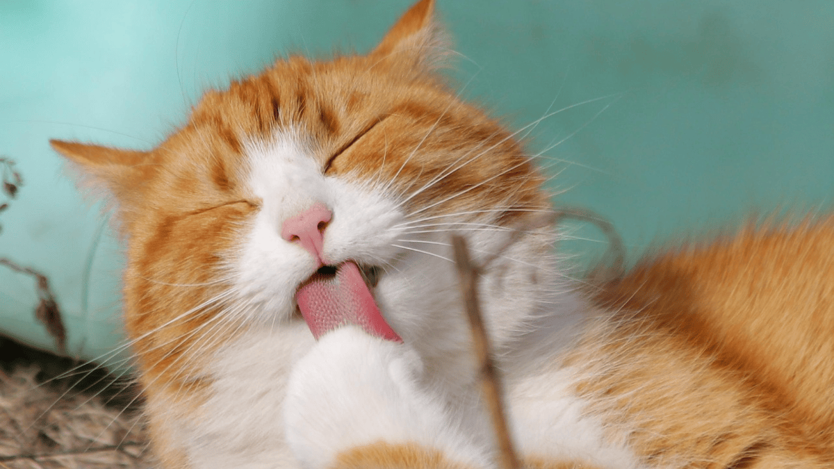 When your cat keeps its distance: What its behavior really means
