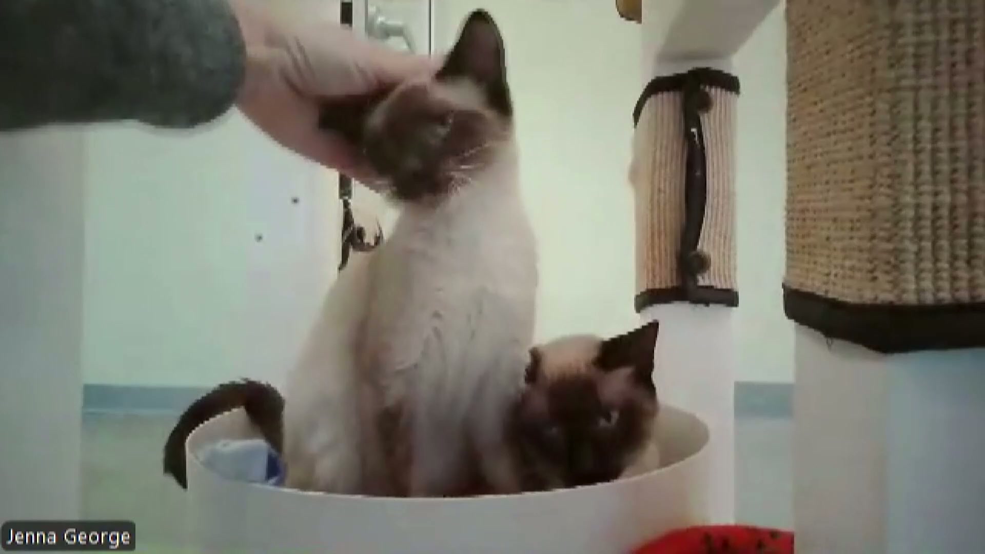 Cats found locked in crates in Longview recovering at adoption center