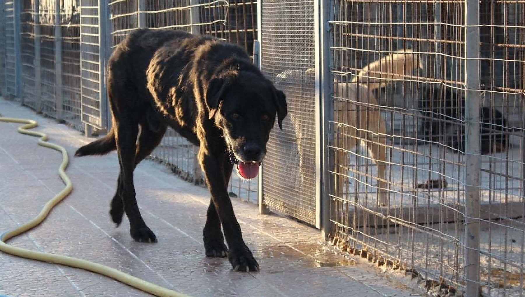 Adottato a 9 anni dopo otto mesi in canile, un cane anziano lascia il ...
