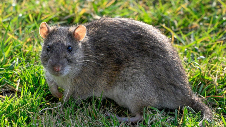 Tens of thousands of rodent reports plague NI