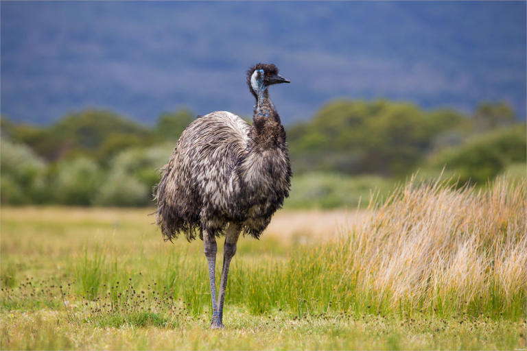 Florida deputy lassos and handcuffs runaway emu after the massive bird ...