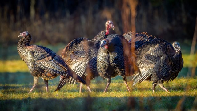 Researchers issue warning after observing concerning change in turkeys ...