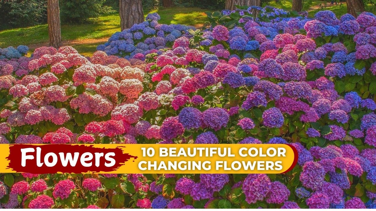 Rare flowers that change colors and look like living rainbows