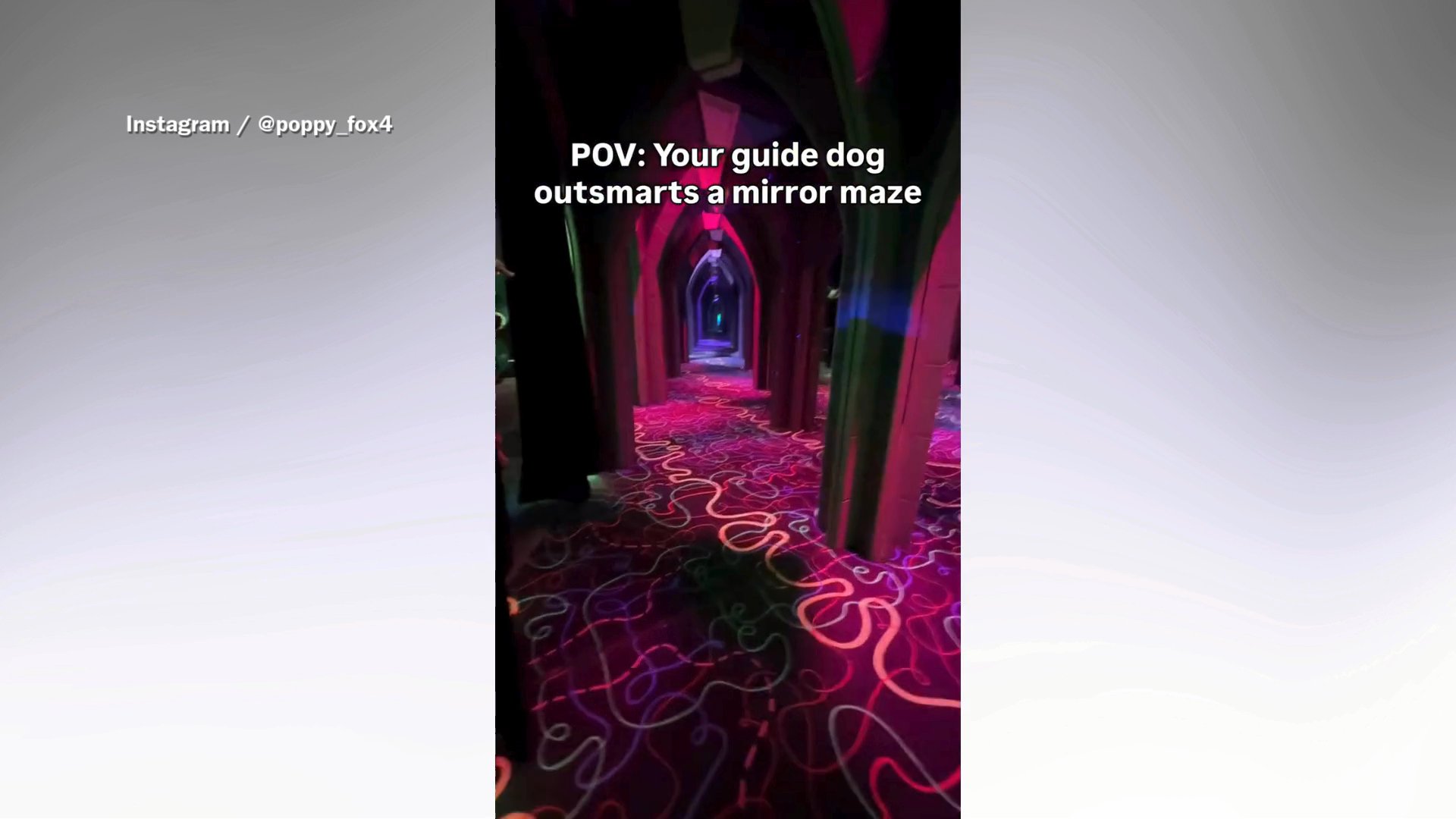 Jaws drop as dog outsmarts mirror maze