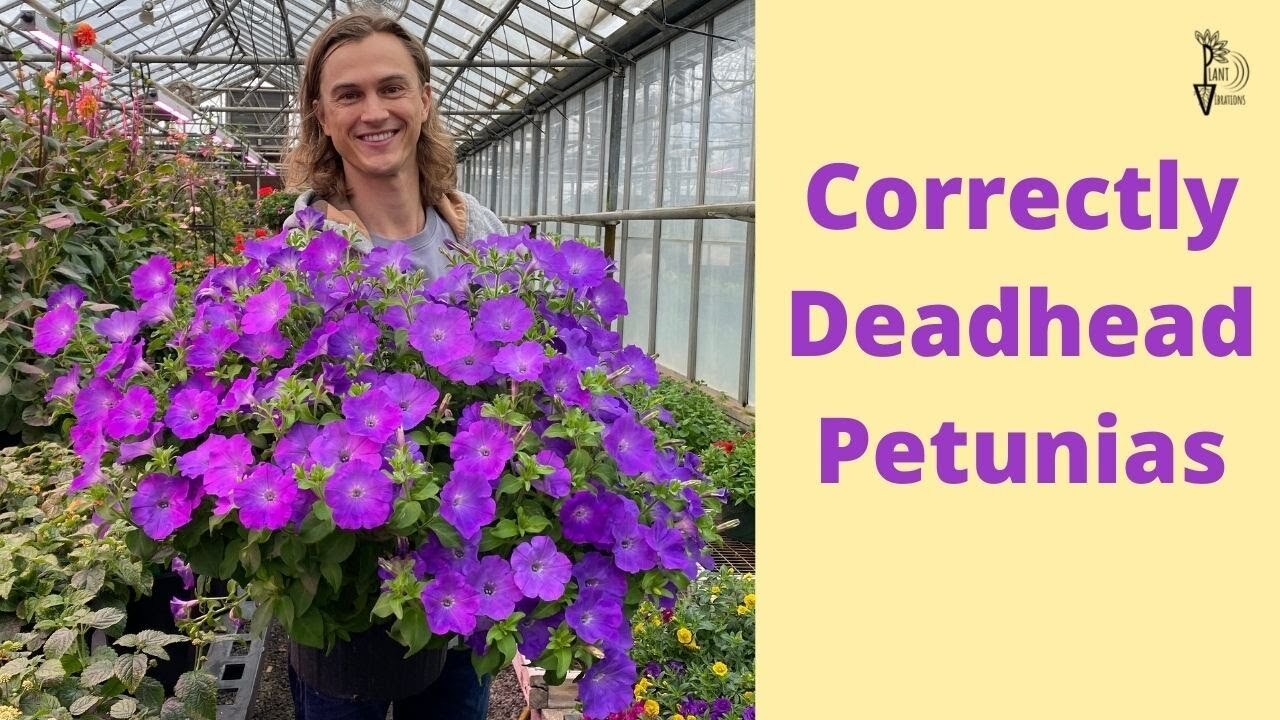 Deadheading petunias: The correct way to clean petunias
