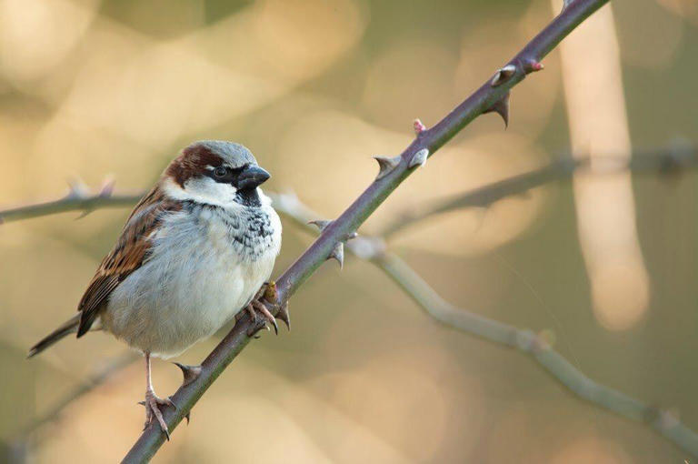 Falkirk residents urged to sign up for Big Garden Birdwatch 2026