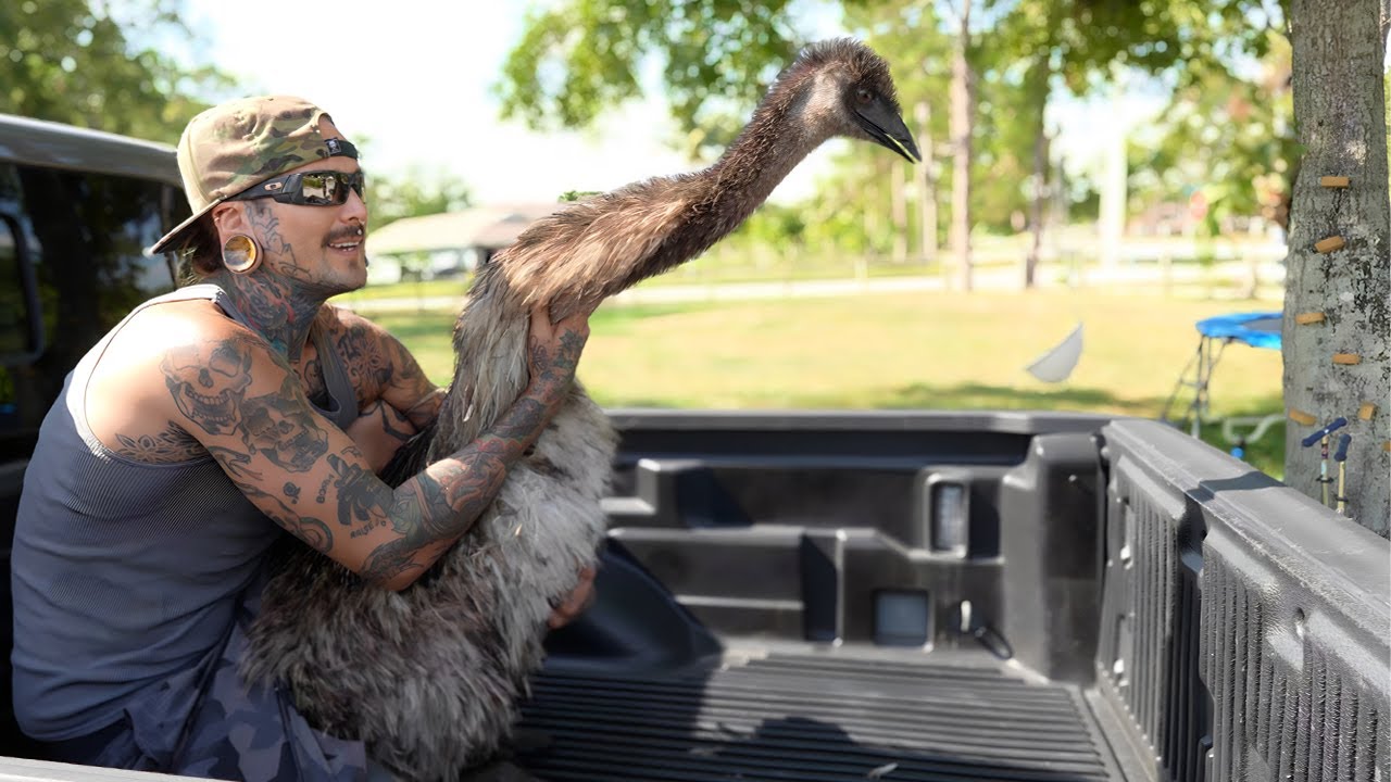 The dangerous first hours after an emu is released into a new space