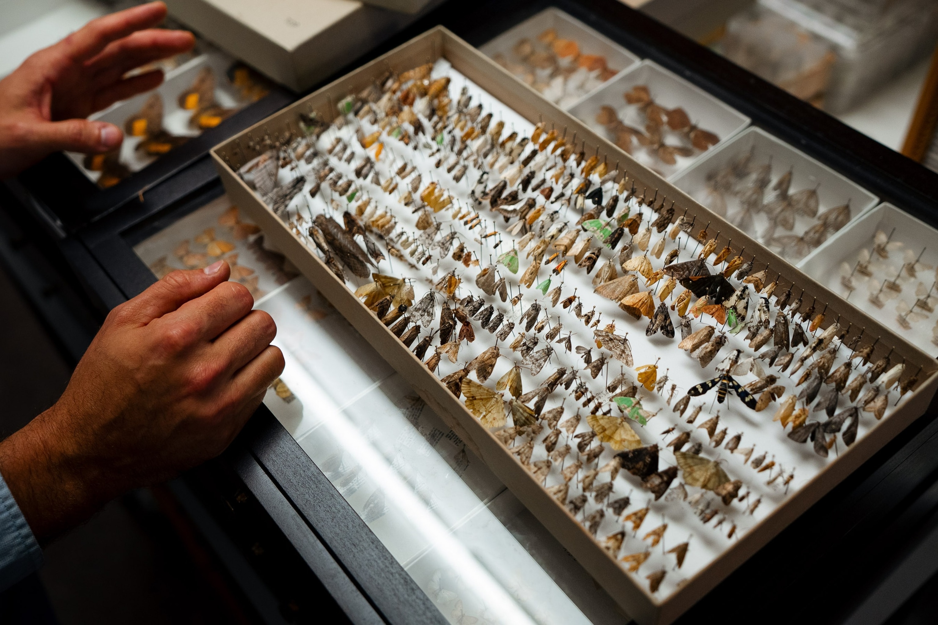Rarely seen fossils are now on display at the Carnegie Museum of ...