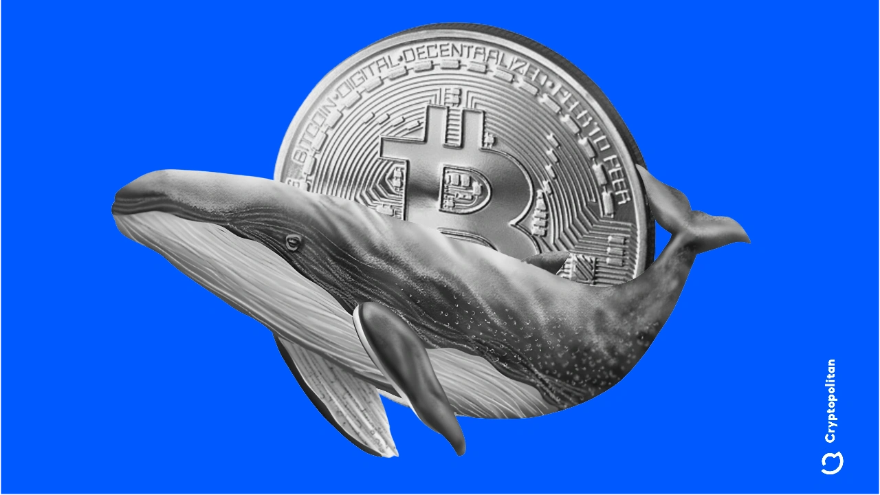 New whales take control of Bitcoin supply