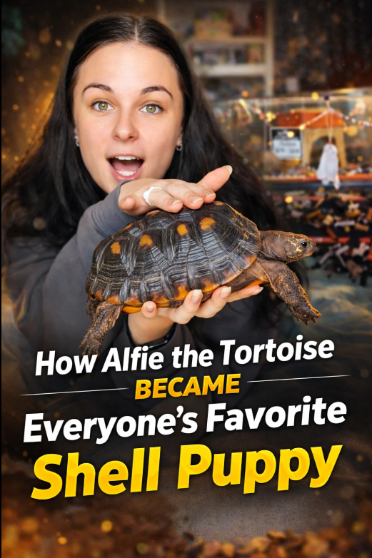 How Alfie the tortoise became everyone’s favorite shell puppy