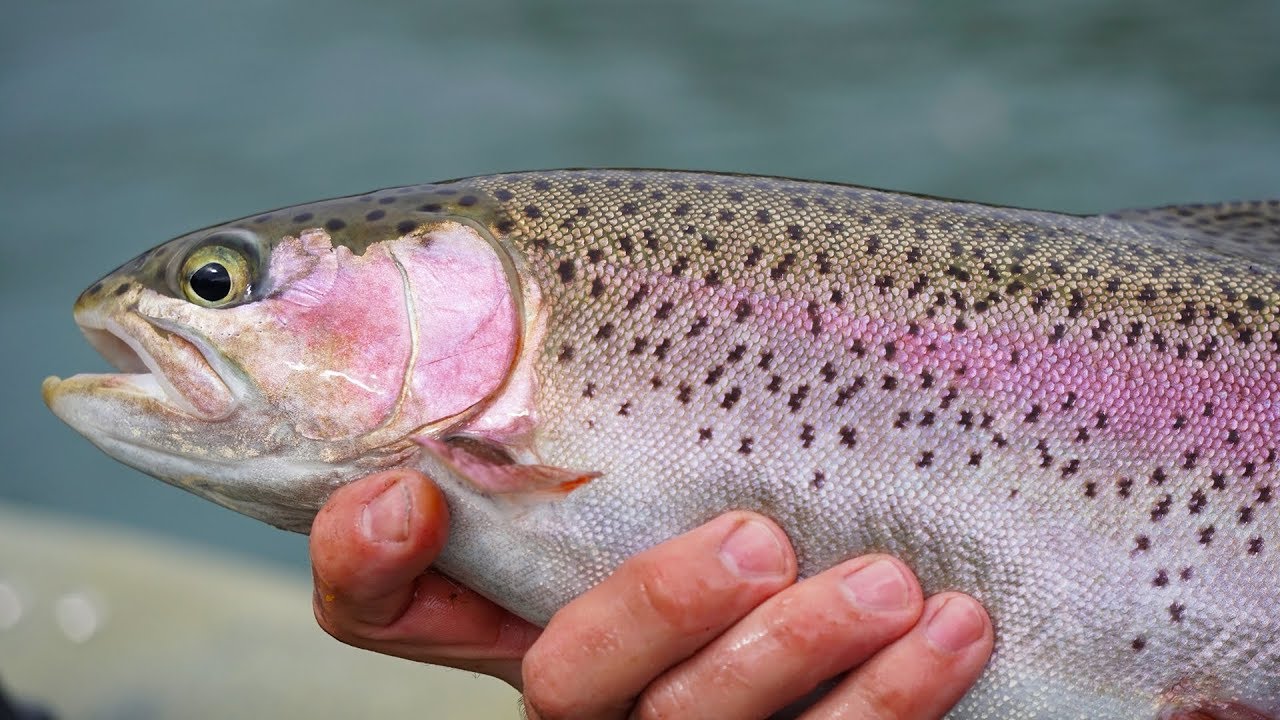 How to catch rainbow trout from a kayak