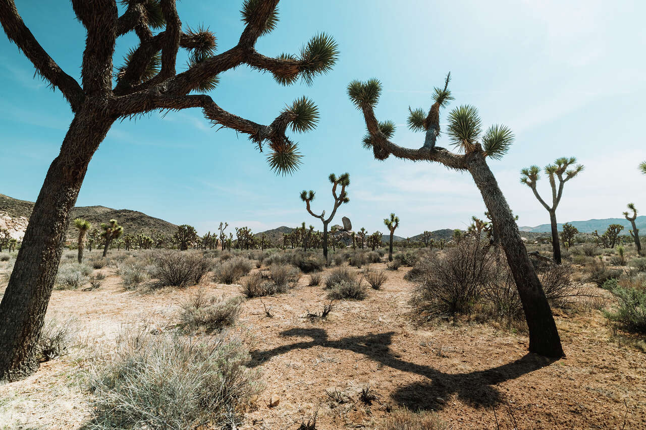 Hundreds of mini earthquakes rattle Joshua Tree National Park in 24 hours