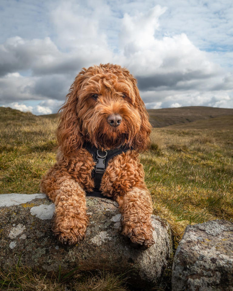 Everything you should know about doodle dogs