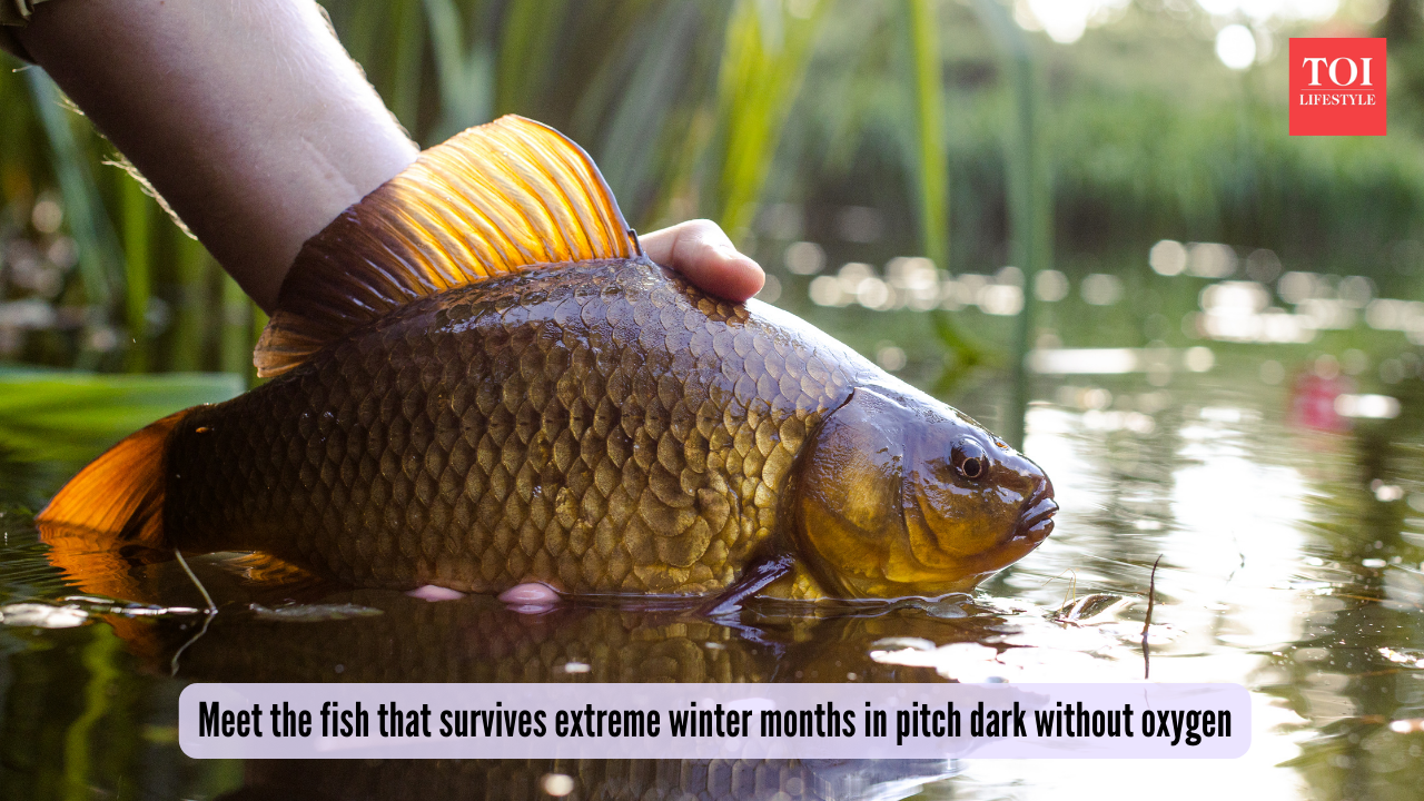Oxygen-free survival: Meet the fish that survives extreme winter months ...