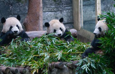 Bamboo shoots may provide many health benefits<br>