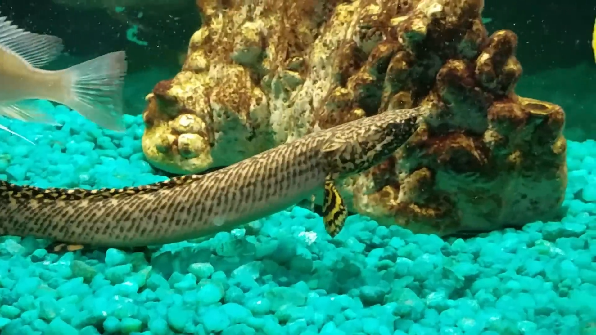I was not supposed to leave with a fish but it happened
