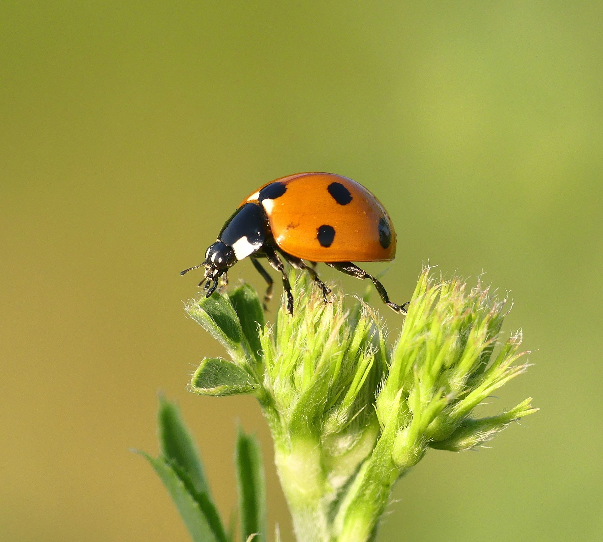 Inventions inspired by insects