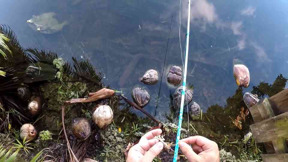 I can't believe I'm doing this fishing with live lizards