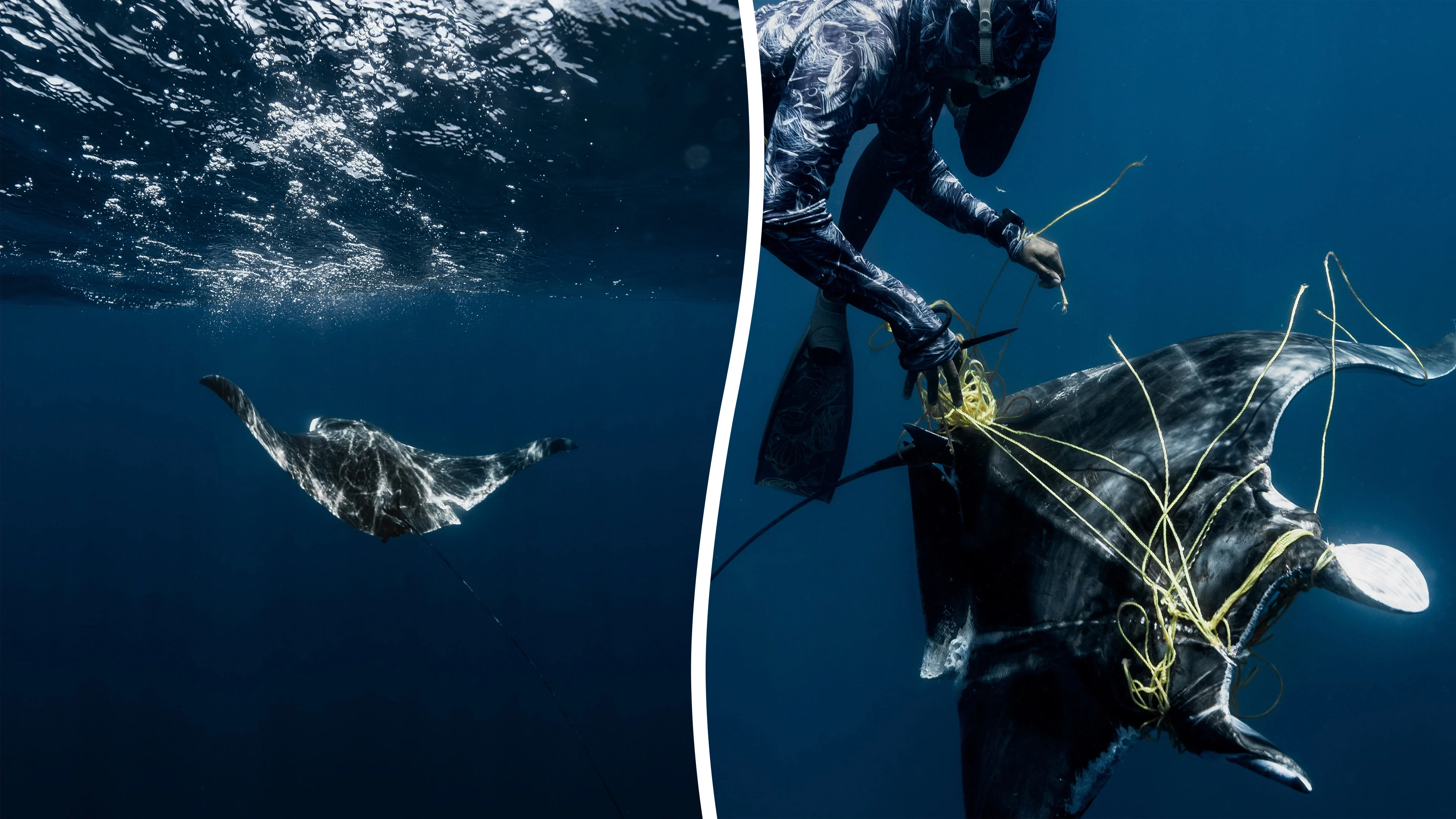 Taucher retten Rochen, der sich in einem Fischernetz verfangen hat ...