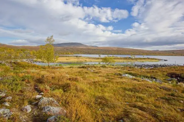 Aquecimento global pode fragmentar e extinguir a tundra no futuro