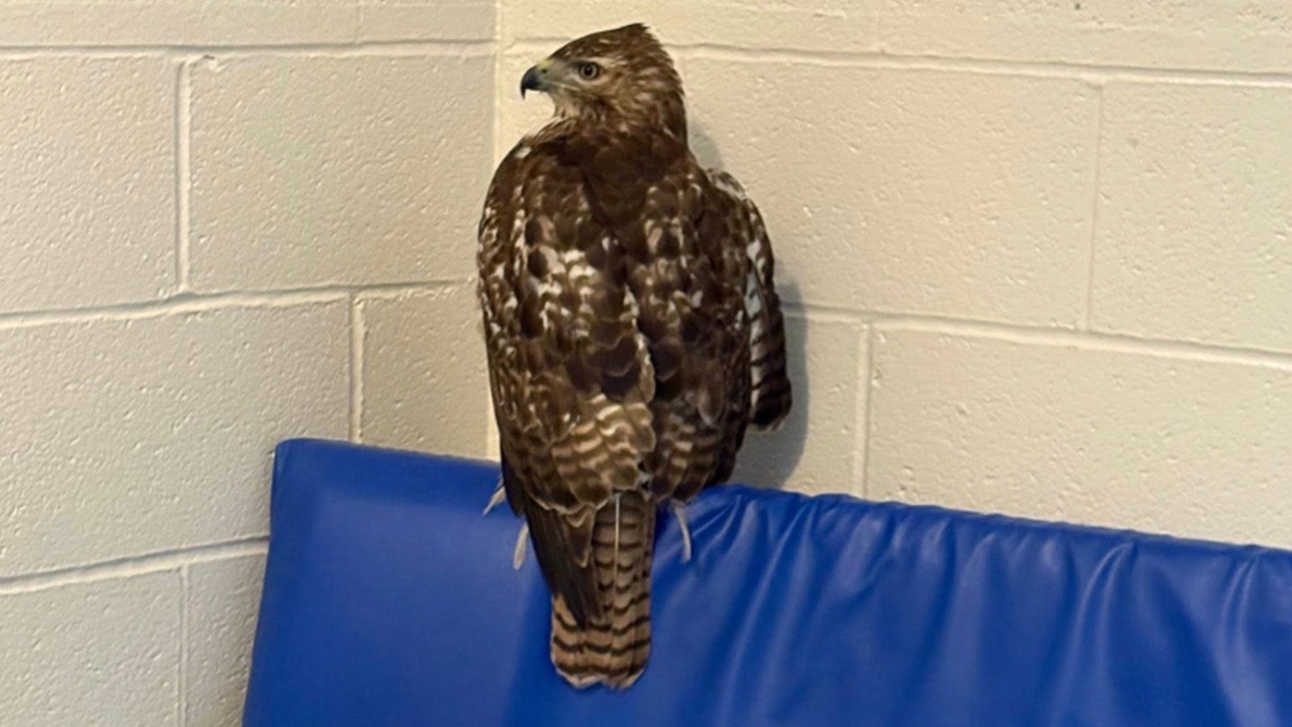 Ohio officers rescue injured red-tailed hawk near railway tracks