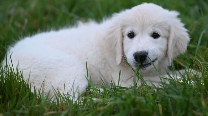 View of Why does my dog keep eating grass?
