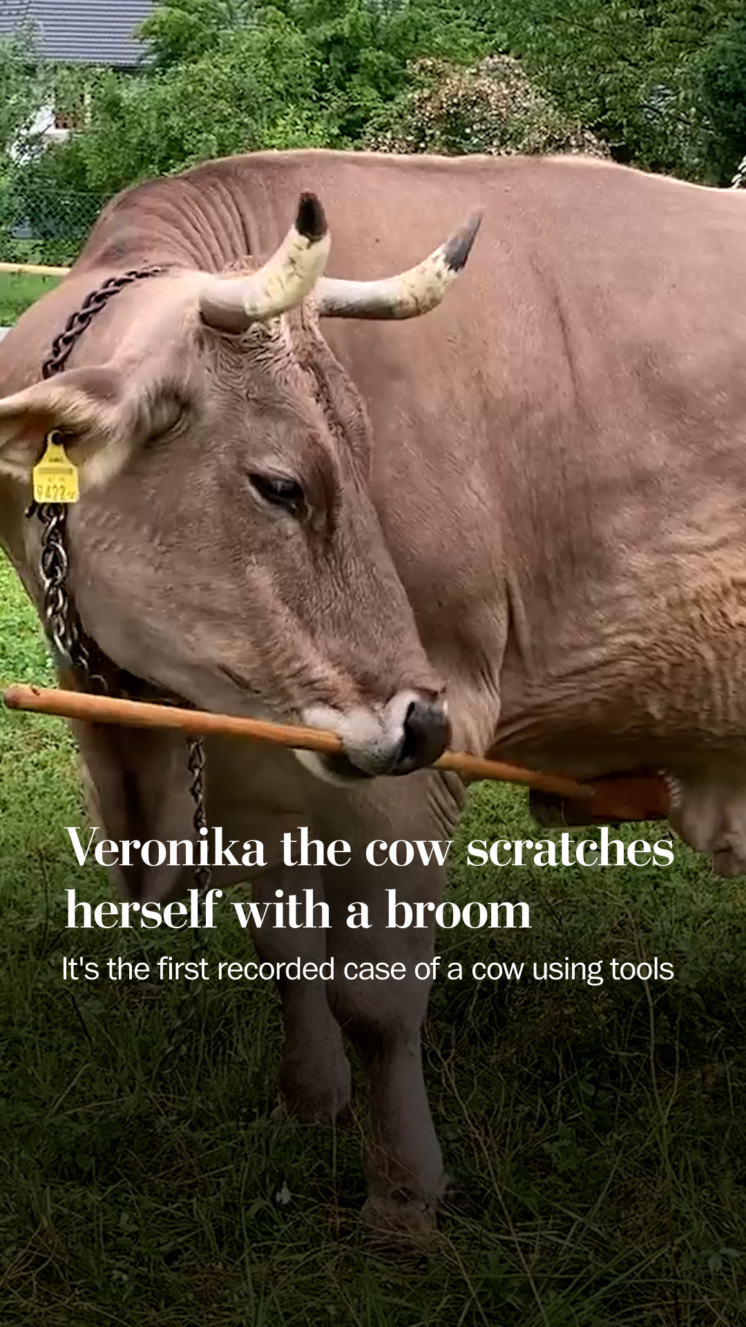 Veronika the cow scratches herself with a broom