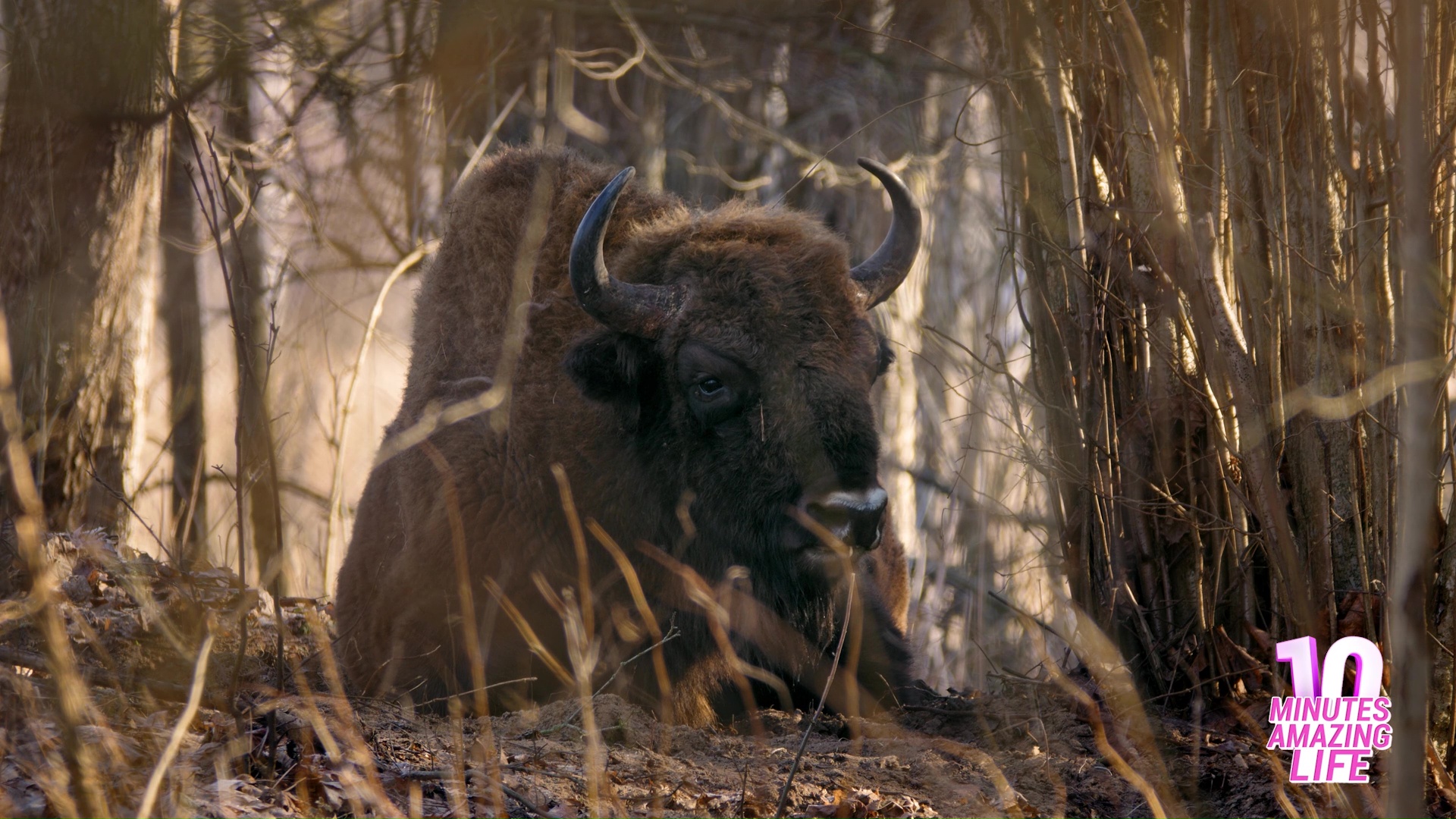 A bison appeared calm in woodland shade