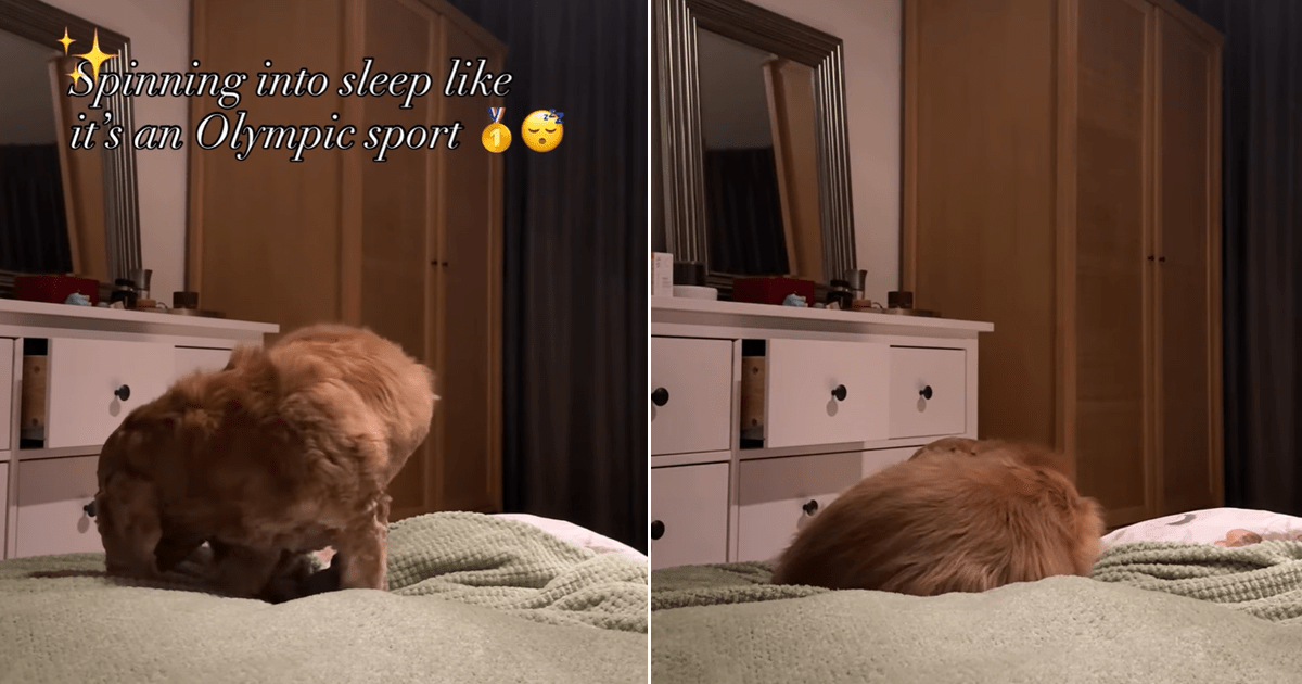 Dog has to take a set number of circles before nap time