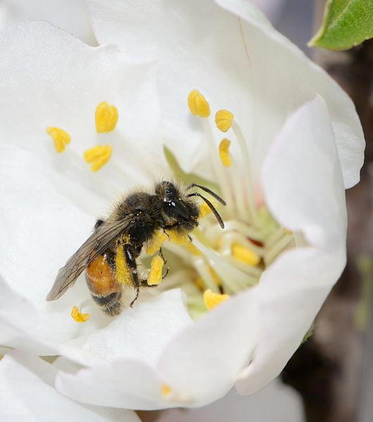 Buzzkill: Study finds flowers help spread disease among bees