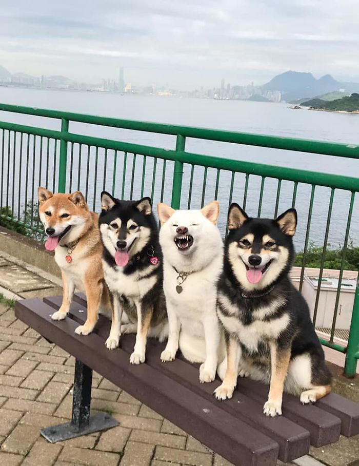 We all have this friend: Shiba Inu goes viral for constantly ruining ...