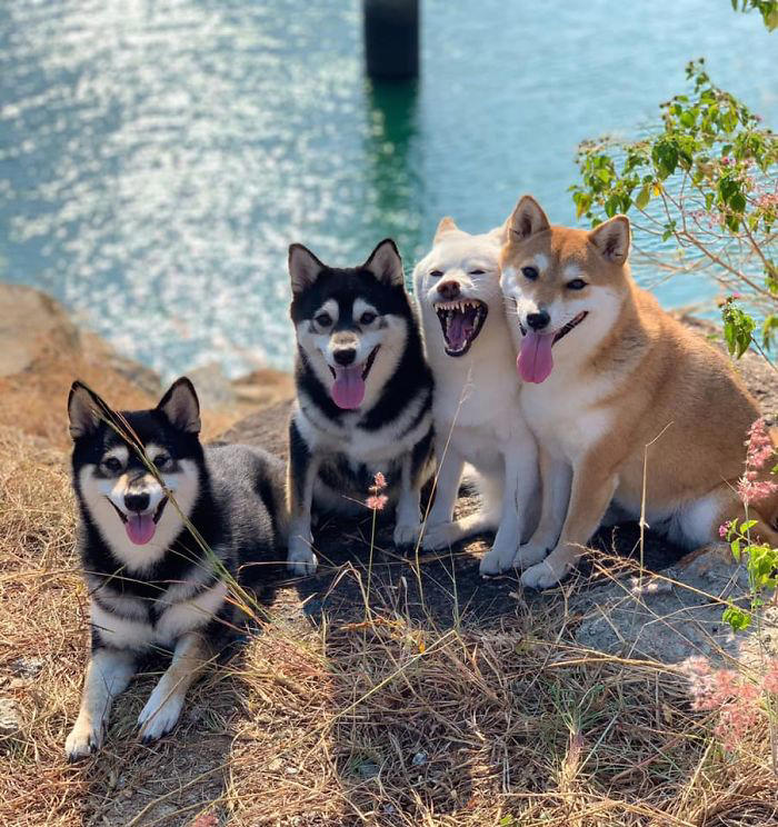 We all have this friend: Shiba Inu goes viral for constantly ruining ...