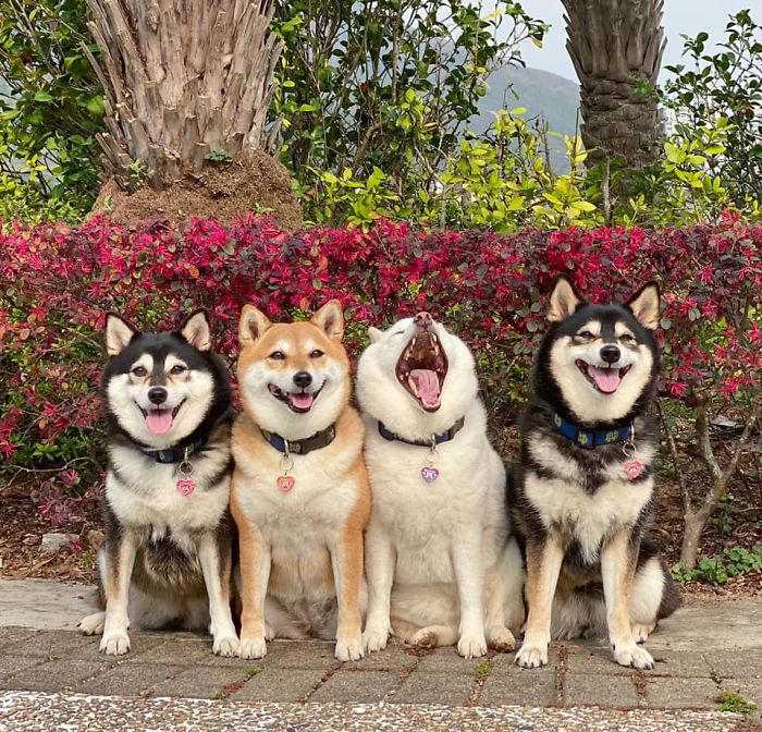 We all have this friend: Shiba Inu goes viral for constantly ruining ...