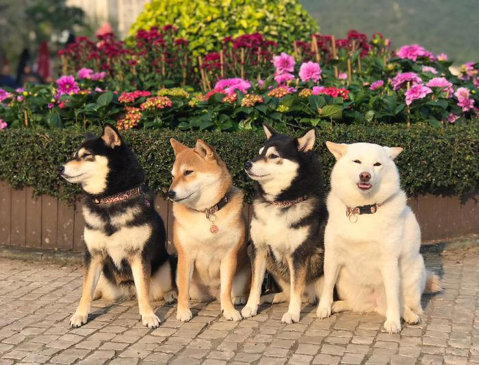 We all have this friend: Shiba Inu goes viral for constantly ruining ...