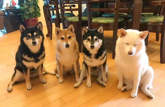 We all have this friend: Shiba Inu goes viral for constantly ruining ...