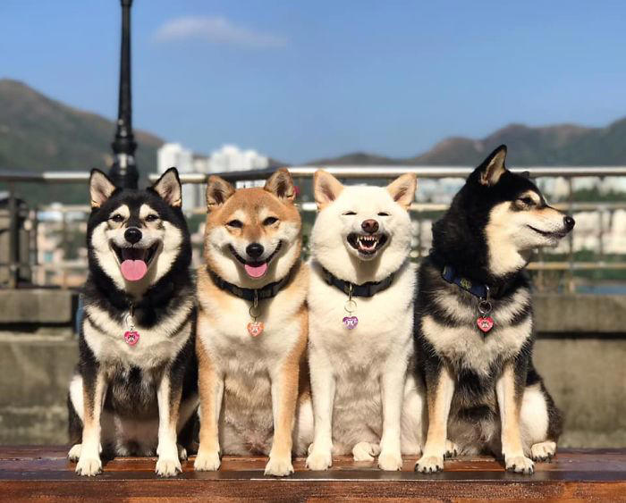 We all have this friend: Shiba Inu goes viral for constantly ruining ...