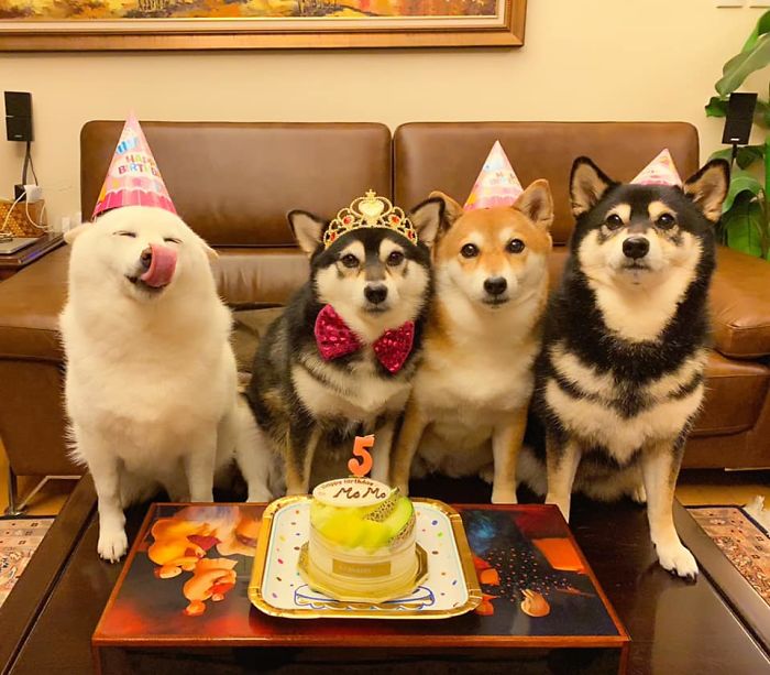 We all have this friend: Shiba Inu goes viral for constantly ruining ...