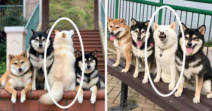 We all have this friend: Shiba Inu goes viral for constantly ruining ...