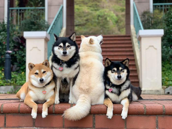 We all have this friend: Shiba Inu goes viral for constantly ruining ...