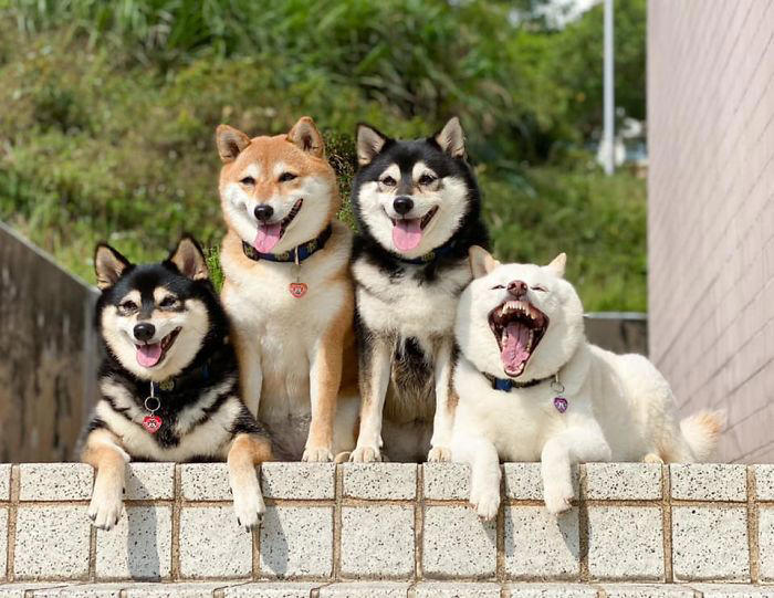 We all have this friend: Shiba Inu goes viral for constantly ruining ...