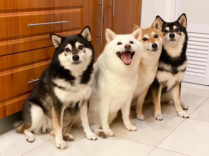 We all have this friend: Shiba Inu goes viral for constantly ruining ...