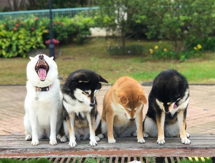 We all have this friend: Shiba Inu goes viral for constantly ruining ...
