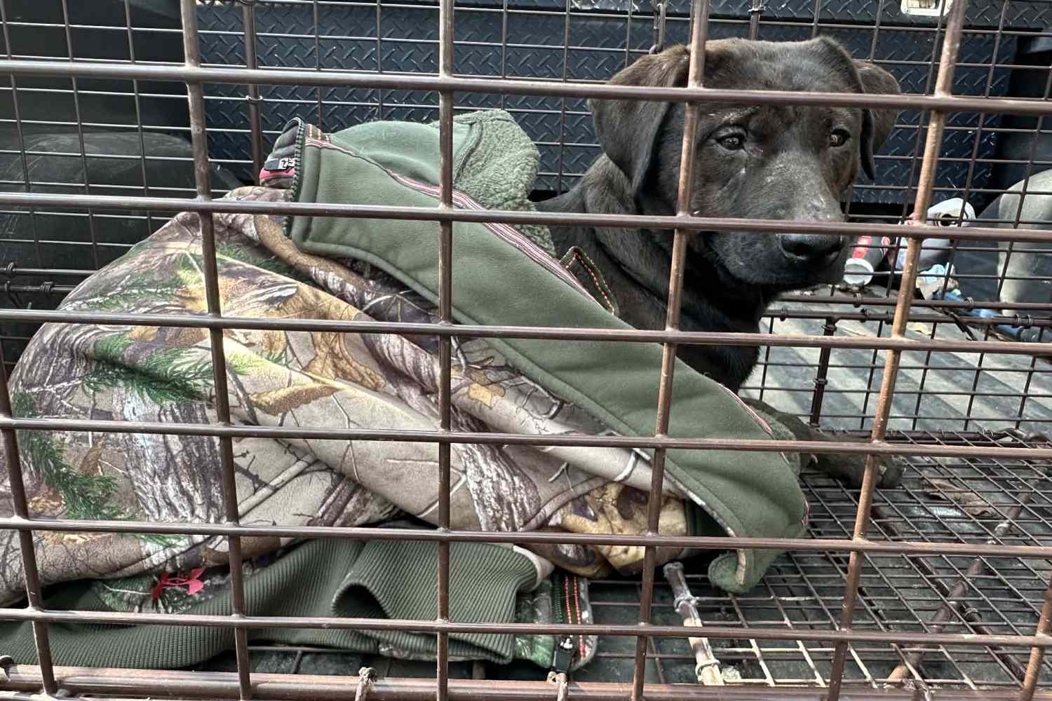 Over 200 injured and neglected dogs rescued in Mississippi hoarding ...