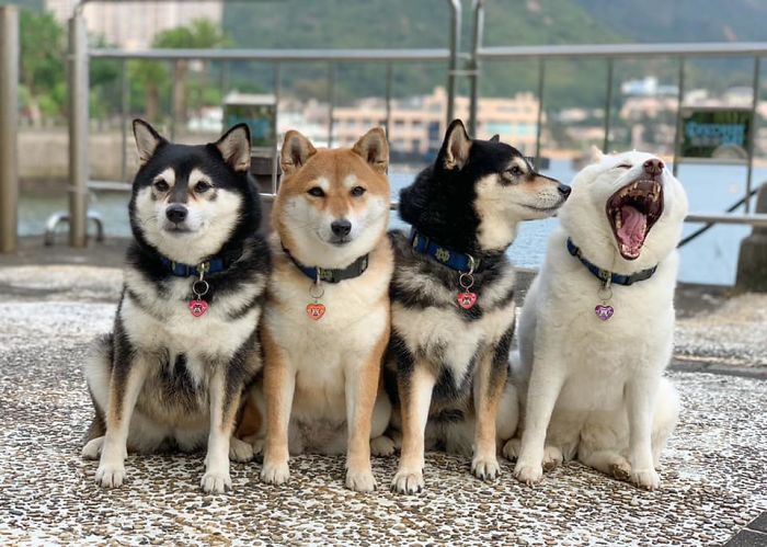 We all have this friend: Shiba Inu goes viral for constantly ruining ...