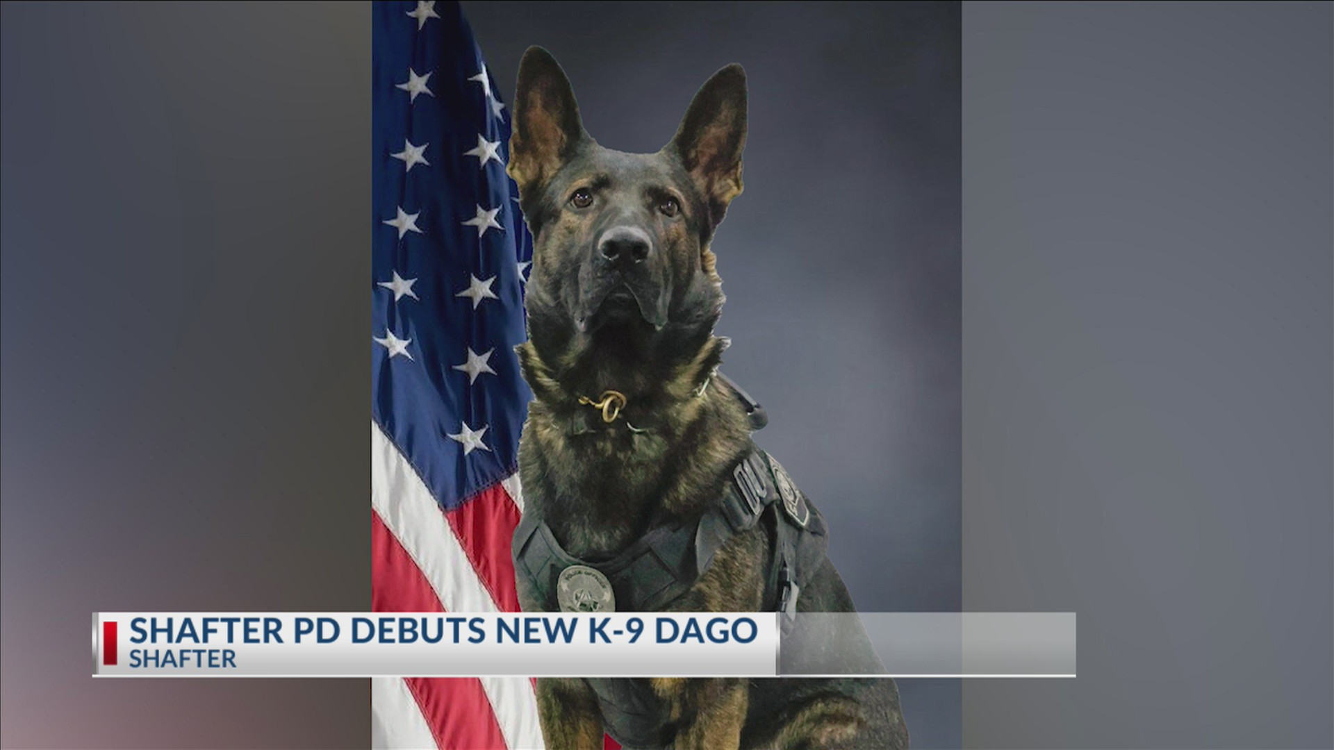 Shafter PD debuts new K-9 Dago
