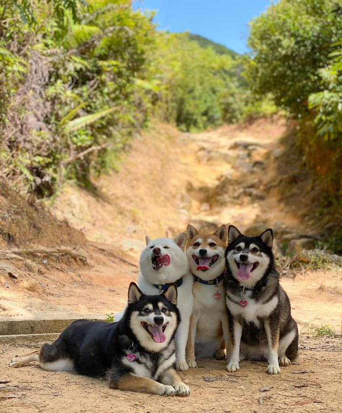 We all have this friend: Shiba Inu goes viral for constantly ruining ...