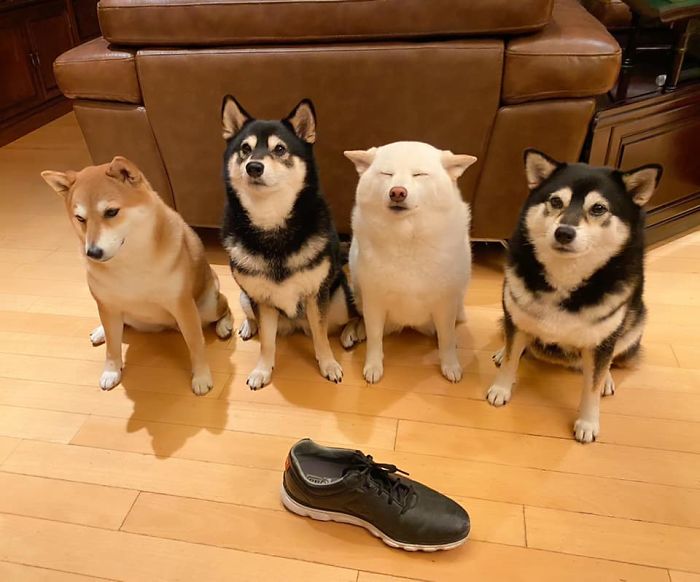 We all have this friend: Shiba Inu goes viral for constantly ruining ...